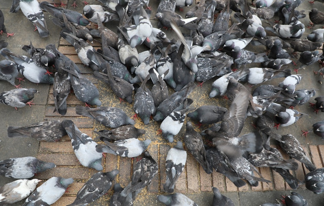Atención palomas plaza de bolivar